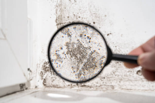 Best Mold Odor Removal Services  in Manning, SC